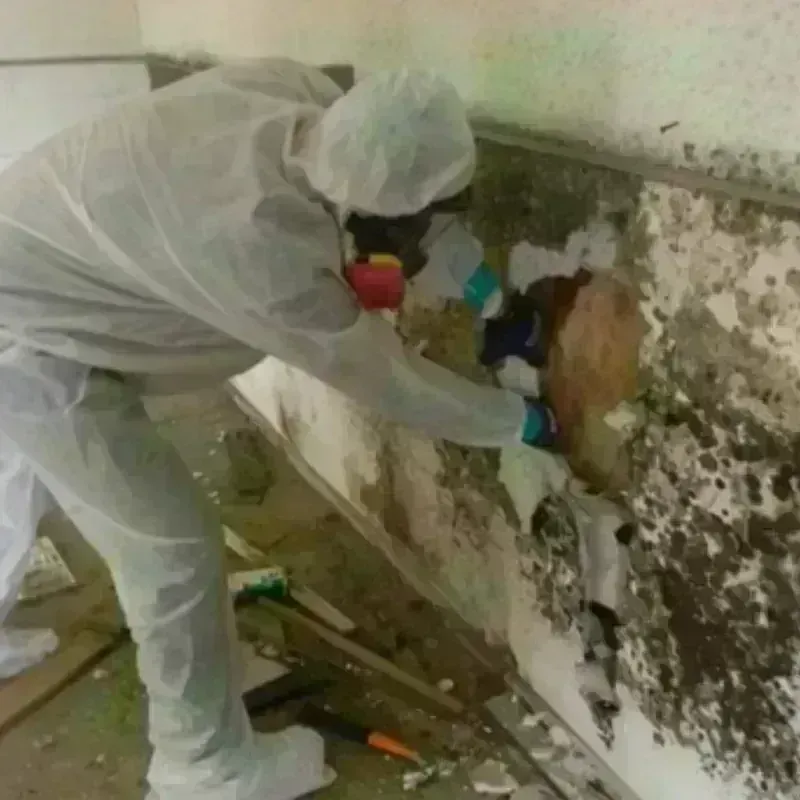 Mold Remediation and Removal in Kennedale, TX